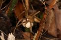 Pisaura_mirabilis_D5028_Z_89_Les Gris_Frankrijk